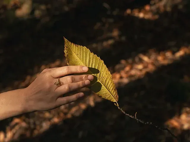 Il bagno nella foresta e l’albero della forza: il castagno