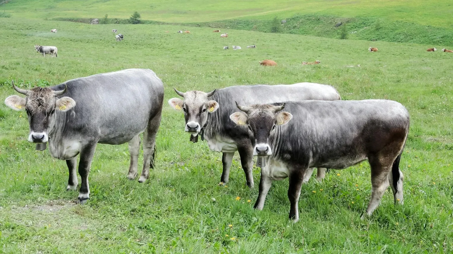 Kostenloses Stock Foto zu alpen berge, bauernhof, biologische landwirtschaft